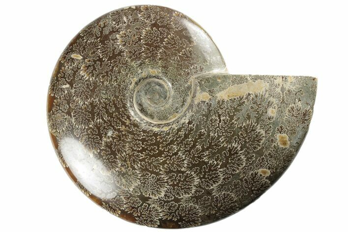 Polished Ammonite Fossil - Madagascar #191512